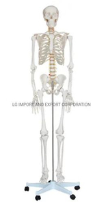 Life-Size Skeleton 180cm Tall