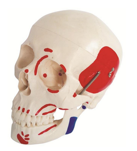 Life-Size Skull with Painted Muscles