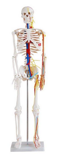 85cm Skeleton with Nerves and Blood Vessels