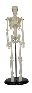 45CM Mini Skeleton