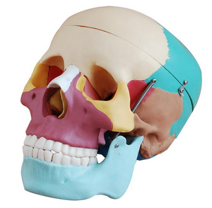 Life-Size Skull with Colored Bones