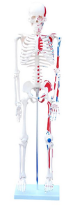 85cm Skeleton with Painted Muscles
