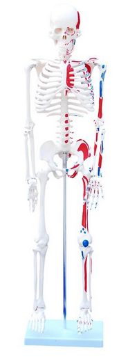 85cm Skeleton with Painted Muscles