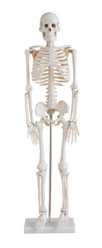 85cm Skeleton